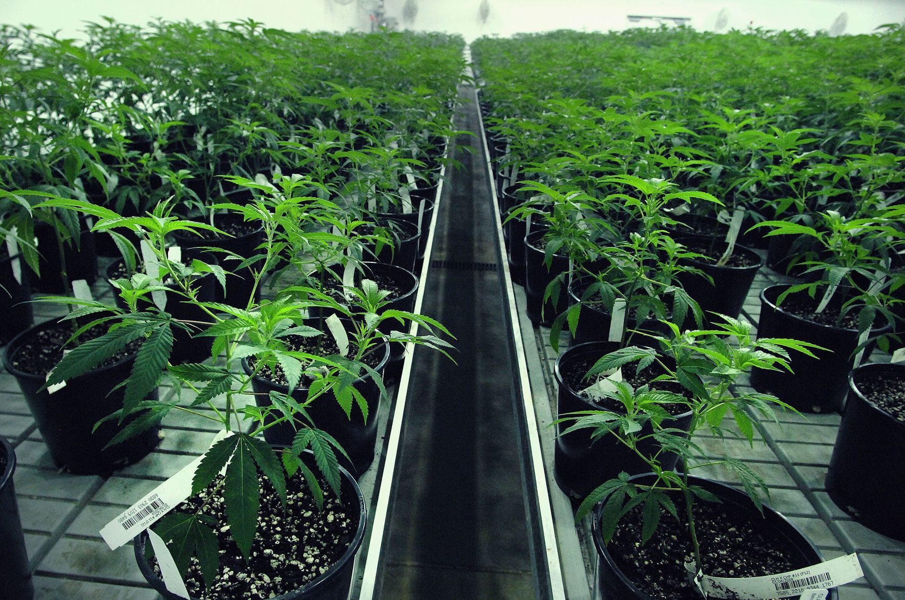 060119-blm-loc-8marijuana